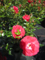 Preview: Bodendecker-Rose Limesglut2